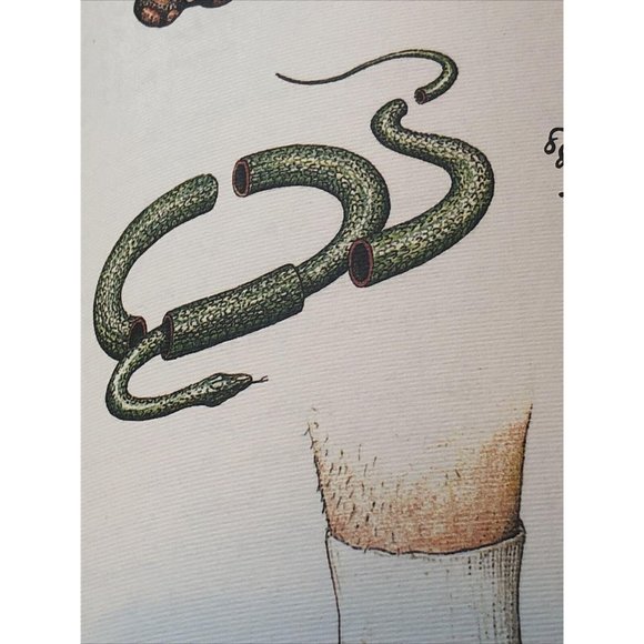 Luigi Serafini Codex Seraphinianus 13" x 9" No. 86 - Picture 3 of 8